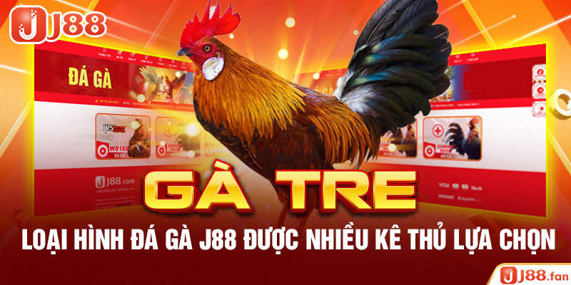 Đá Gà J88 - Mãn Nhãn Với Những Trận Chọi Kê Mang Đẳng Cấp Quốc Tế 8 Đá gà tre – Loại hình đá gà J88 được nhiều kê thủ lựa chọn